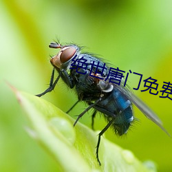 絕世唐門免費閱讀