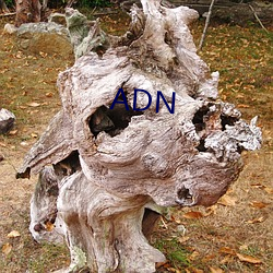 ADN