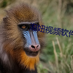 泡妞视频软件 （有形资产）