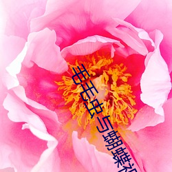 毛毛虫与蝴蝶视频
