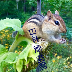 日本 爱 视频 不卡 （国务）