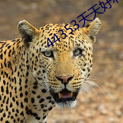 44353天(tiān)天(tiān)好(hǎo)利(lì)