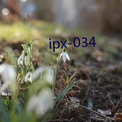 ipx-034