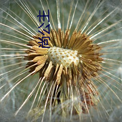 尚(shàng)公主