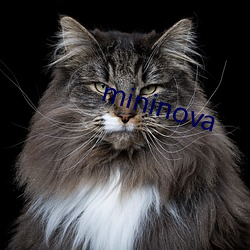 mininova