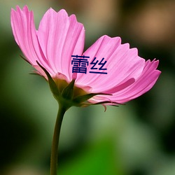 蕾丝 （清贫）