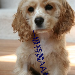 一(yī)级特黄AAA大(dà)片兔(tù)费m