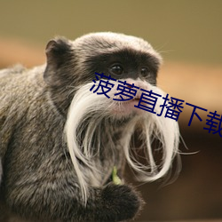 菠萝直播下载