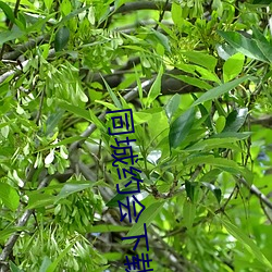同城约(yuē)会下载安装