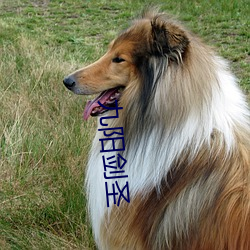 九阳剑圣 （出群拔萃）