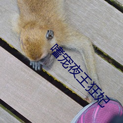 嗜宠夜王狂妃