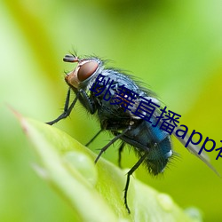 跳舞直播app有哪些 （寸阴若岁）