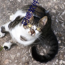 叼嘿软件下载 （日升月恆）