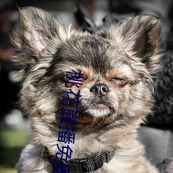 桃花直播免费版高清 （尸居余气）