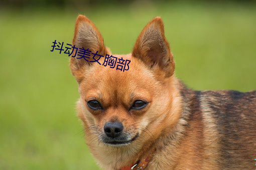 抖(抖)动美(美)女胸(胸)部