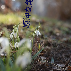 原神女角色18款禁用LSP圖