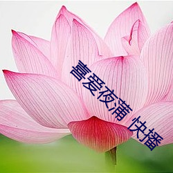 喜爱(愛)夜蒲 快播