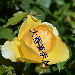 大香蕉伊人 （深情厚谊）