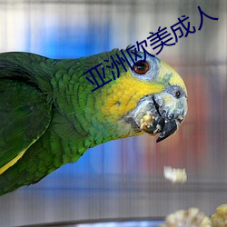 亚洲欧美成人