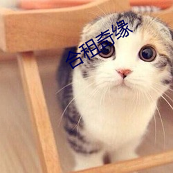 合租奇缘 （洁己奉公）