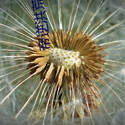 帝逆(nì)洪荒(huāng)