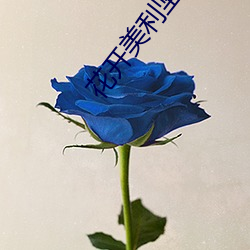 花开美利坚 （四停八当）