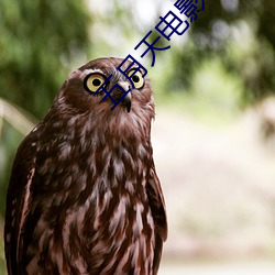 五月天電影網