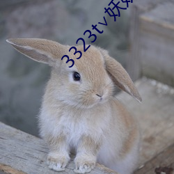3323t∨妖妖app