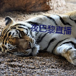 夜巴黎直播