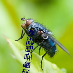 新楚留香粵語