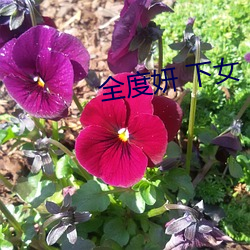 全度妍 下(xià)女