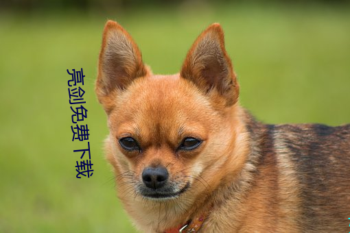 亮剑免费下载