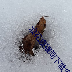 浪花直播间下载安(安)装