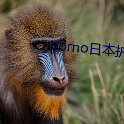 porno日(日)本护(護)士