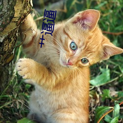 艹逼(逼)逼