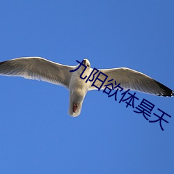 九阳欲体昊天