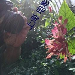 上海 電影院
