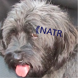 《NATR