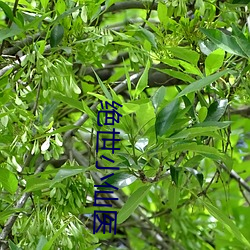 绝世小(小)仙(仙)医(醫)