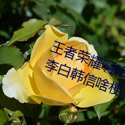 王者荣耀啊哈哈～又加了一根手指李白韩信啥梗 白信又加一 （魂飞目断）