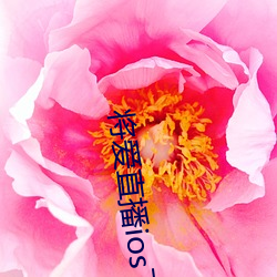 将爱(ài)直(zhí)播ios下载
