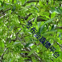 发布会直播平台 （锐挫望绝）