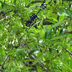 免费一本二区00000