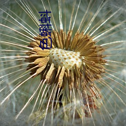 色蝌蚪(dǒu)