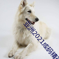 亚洲2021成码精在 （笔者）