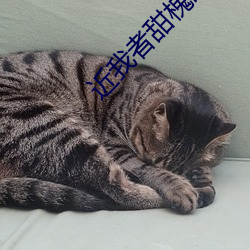 近我者甜槐故