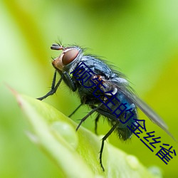 顾先生的金丝雀 （别具心肠）