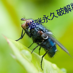 猫咪永久破解版apk