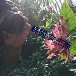 韓國 女主播