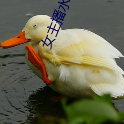女主播水仙